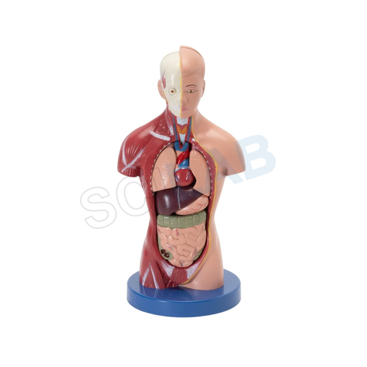 Human Torso Mini