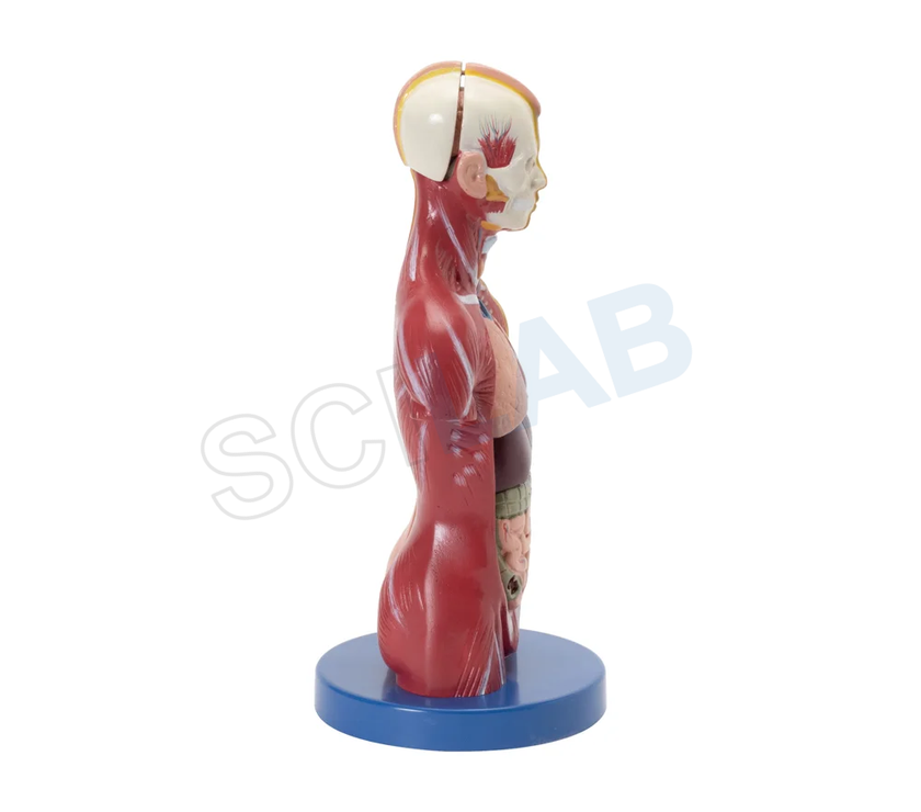 Human Torso Mini