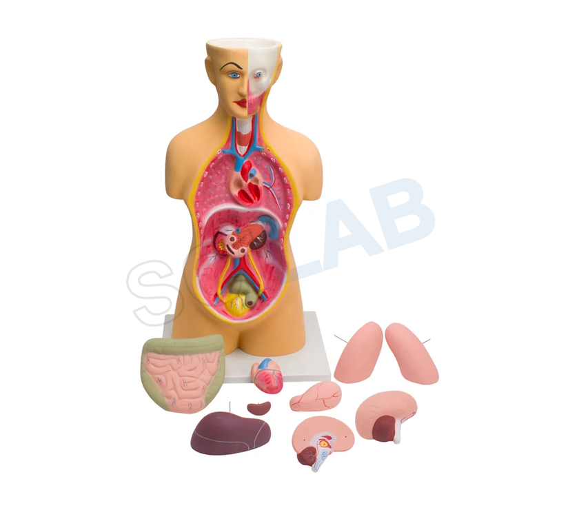 Human Torso Big (10 Parts)