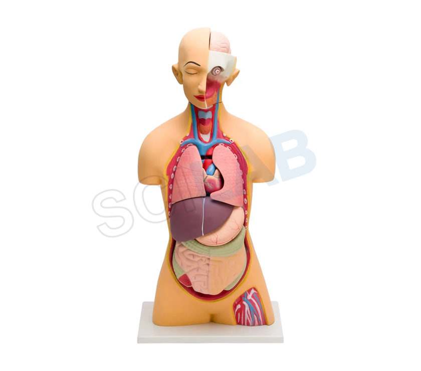Human Torso Model