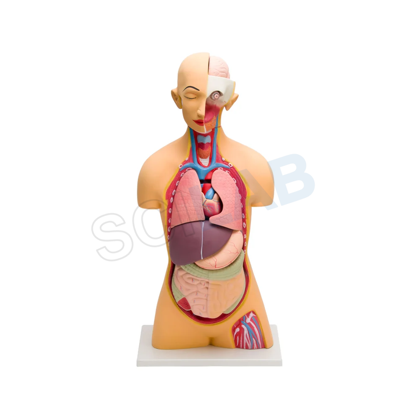 Human Torso Model