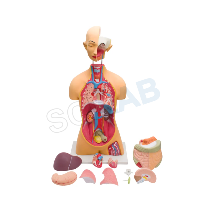 Human Torso Model