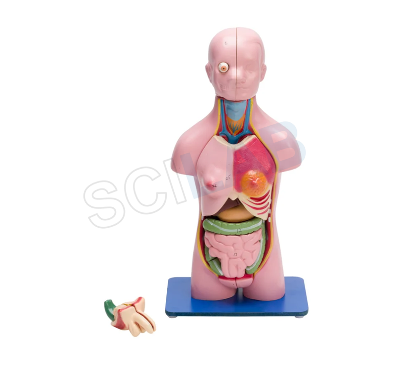Torso Model Male/female Small (23 Parts)