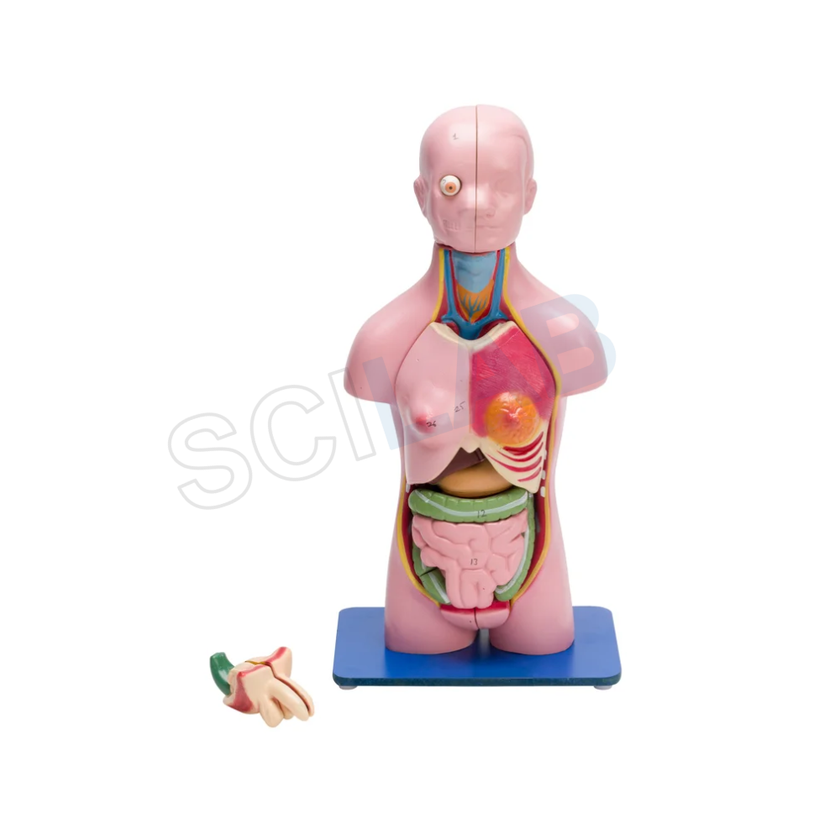 Torso Model Male/female Small (23 Parts)