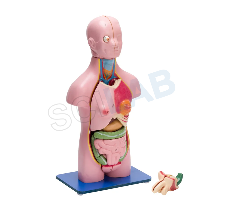 Torso Model Male/female Small (23 Parts)