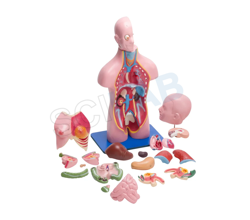 Torso Model Male/female Small (23 Parts)