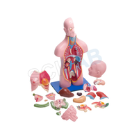 Torso Model Male/female Small (23 Parts)