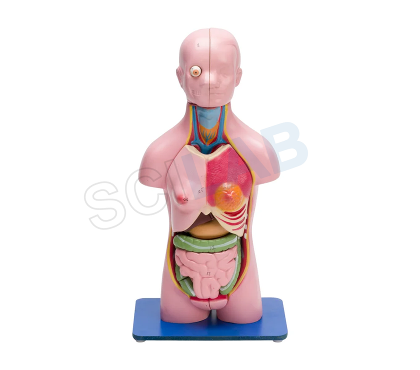 Torso Model Female Small (21 Parts)
