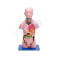 Torso Model Female Small (21 Parts)