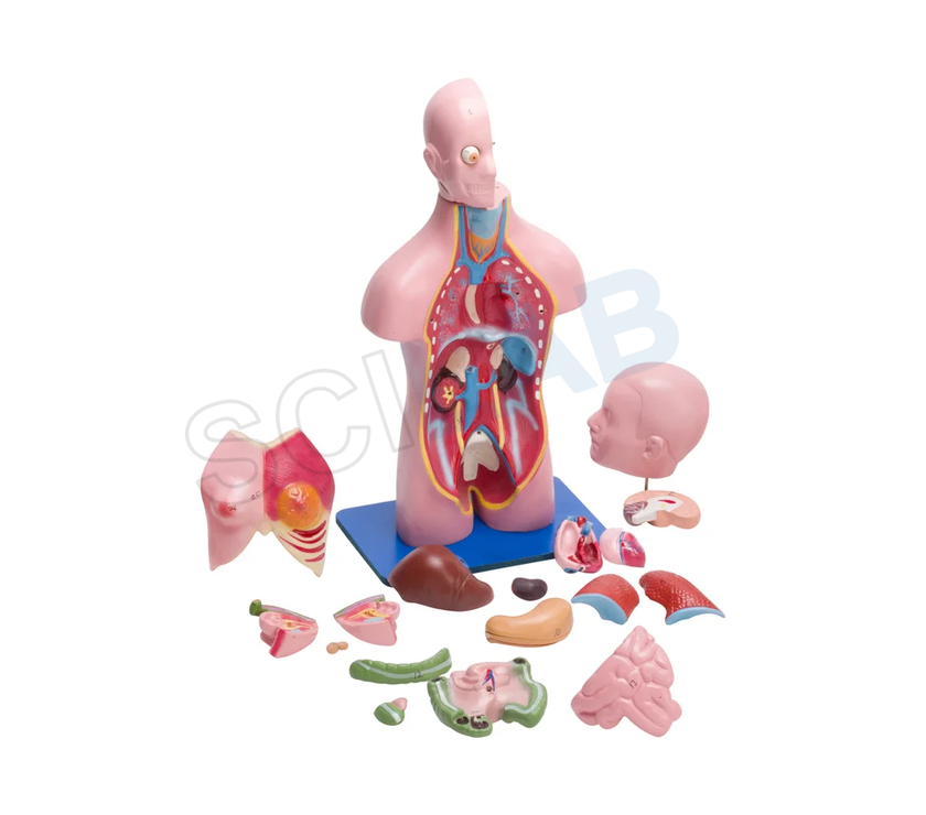 Torso Model Female Small (21 Parts)