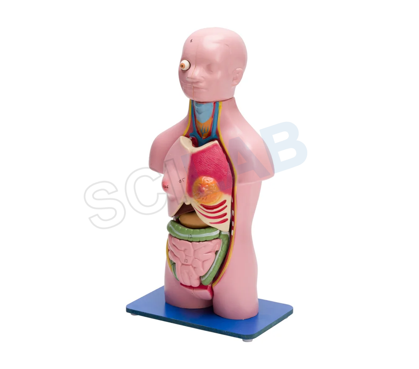 Torso Model Female Small (21 Parts)