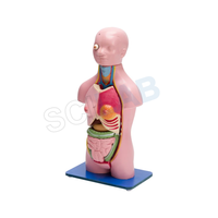 Torso Model Female Small (21 Parts)
