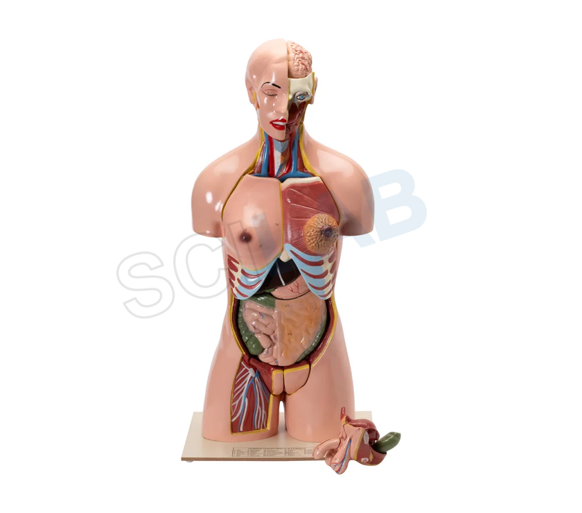 Human Torso with Interchangeable Organs
