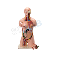 Human Torso with Interchangeable Organs