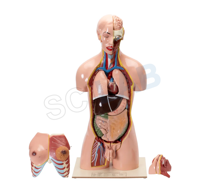 Human Torso with Interchangeable Organs