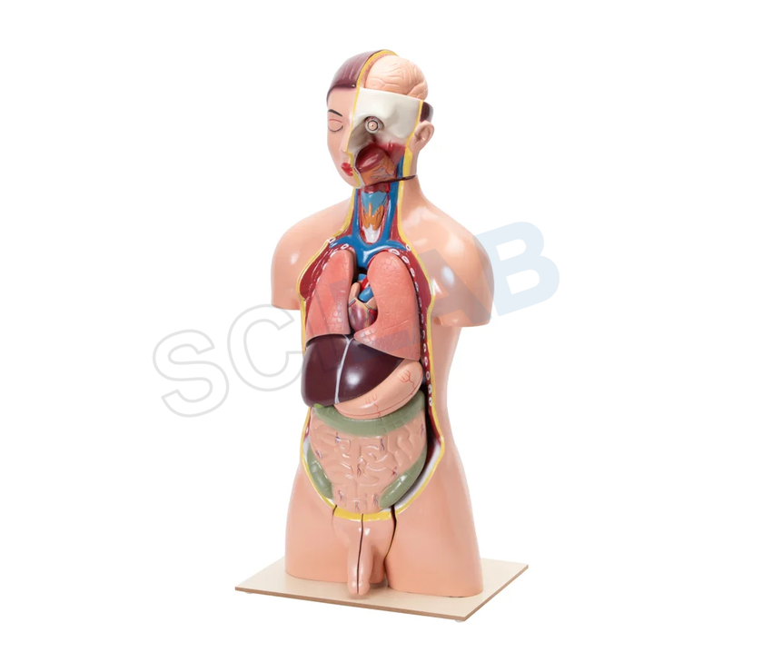 Human Torso with Interchangeable Organs