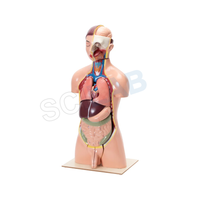 Human Torso with Interchangeable Organs