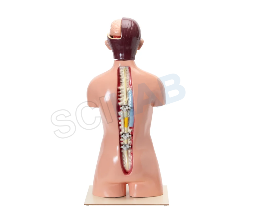 Human Torso with Interchangeable Organs