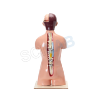 Human Torso with Interchangeable Organs