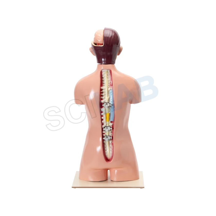 Human Torso with Interchangeable Organs