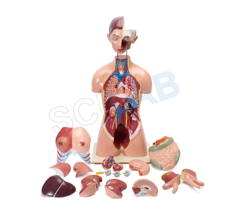 Human Torso with Interchangeable Organs