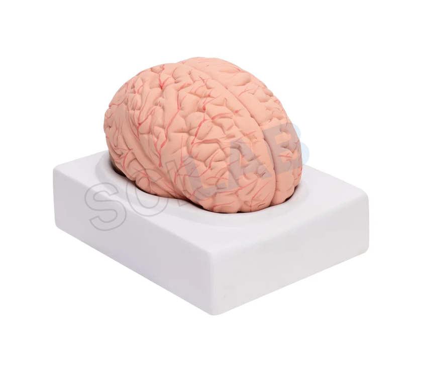 Human Brain