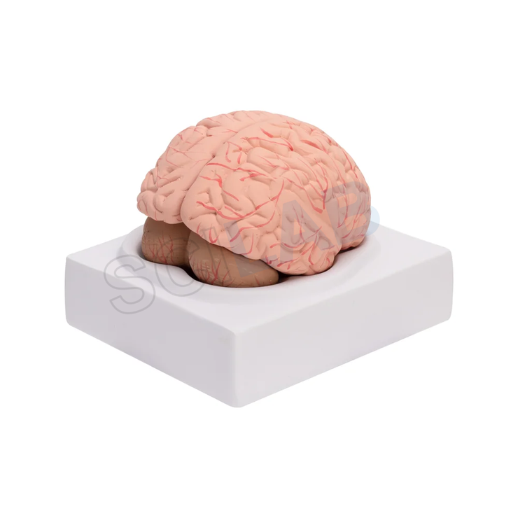 Human Brain