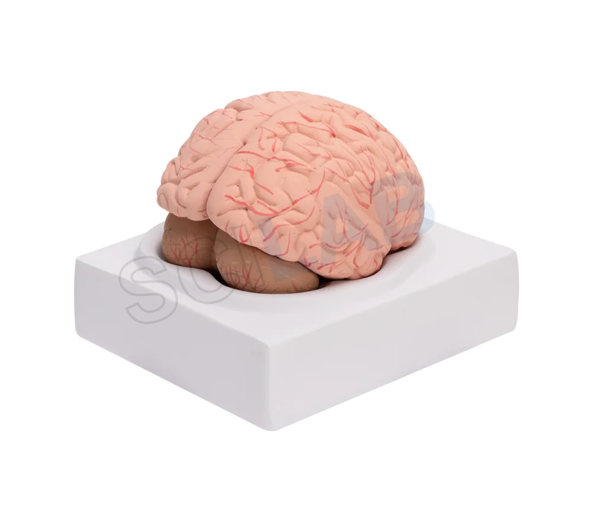 Human Brain