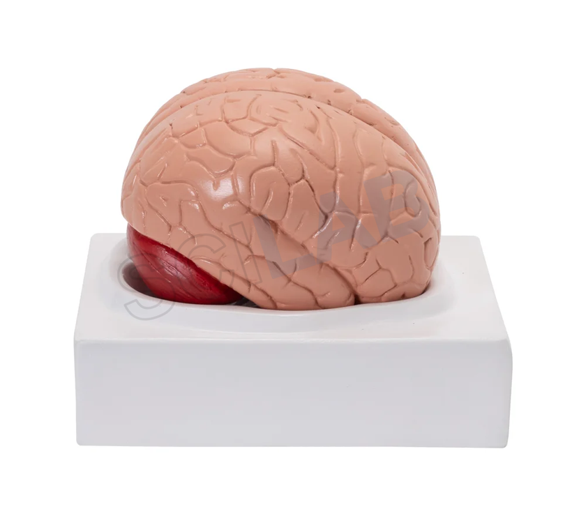 Life-Size Human Brain Model (2 Parts)