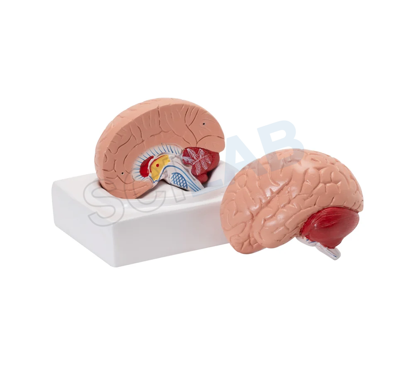 Life-Size Human Brain Model (2 Parts)