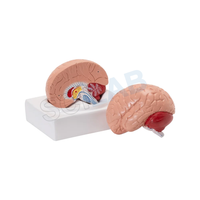 Life-Size Human Brain Model (2 Parts)