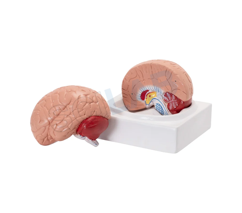 Life-Size Human Brain Model (2 Parts)