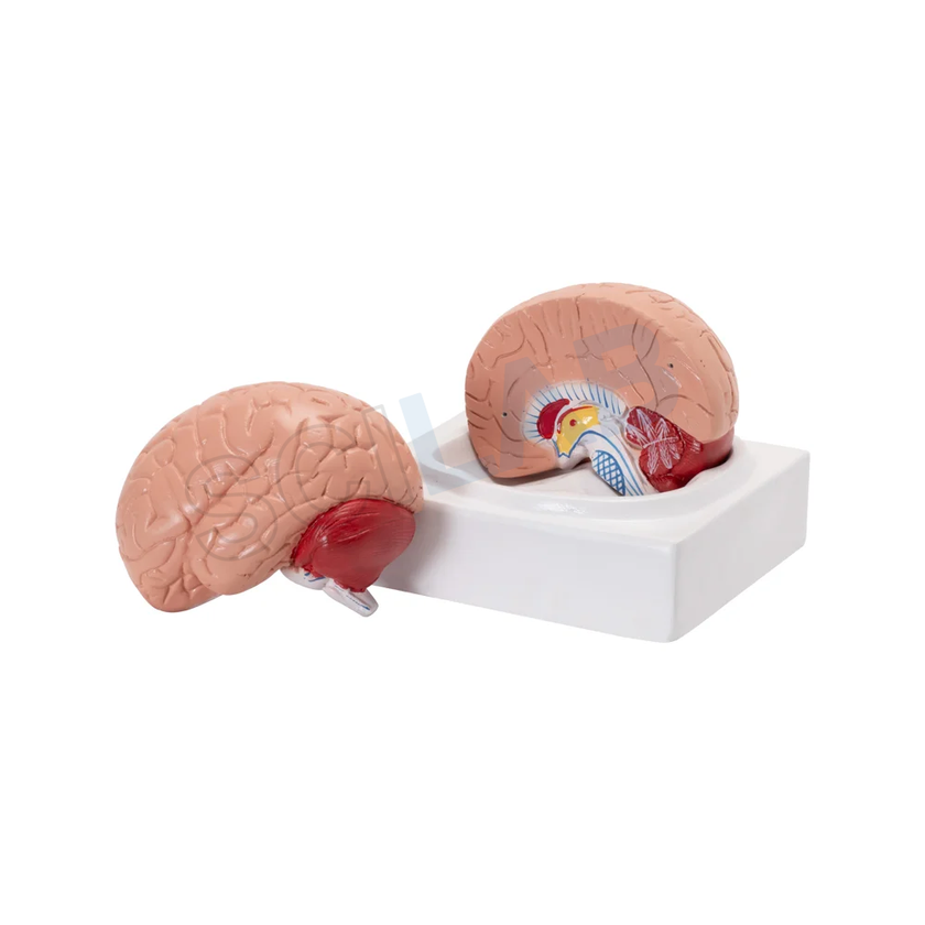 Life-Size Human Brain Model (2 Parts)