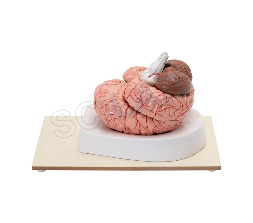 Human Brain Model (8 Parts)