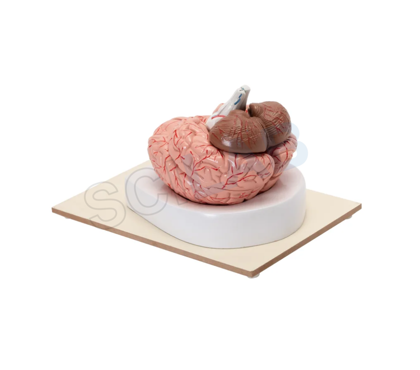 Human Brain Model (8 Parts)