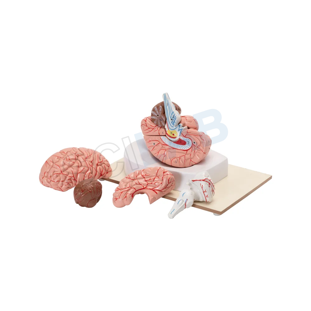 Human Brain Model (8 Parts)