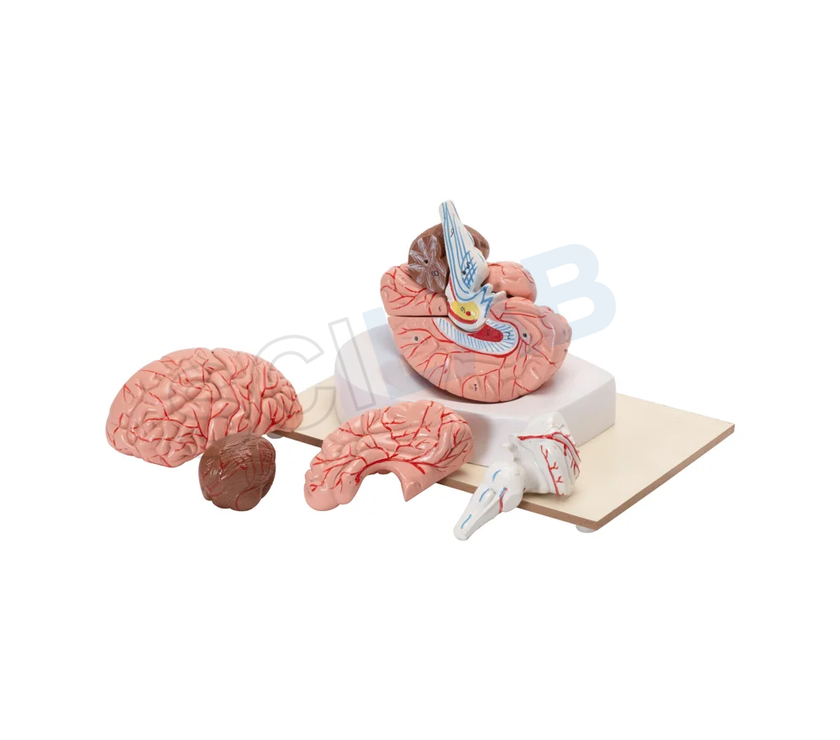 Human Brain Model (8 Parts)